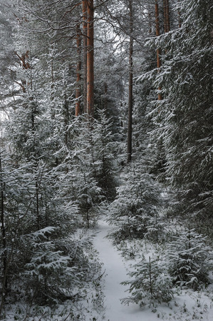Late autumn in the forest after the snowfallの写真素材