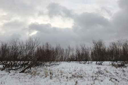 Desert landscape on the banks of the Vychegda river in late November.の写真素材