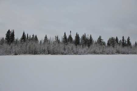 Landscape. The lake is surrounded by swampy soil after the snowfall.の写真素材