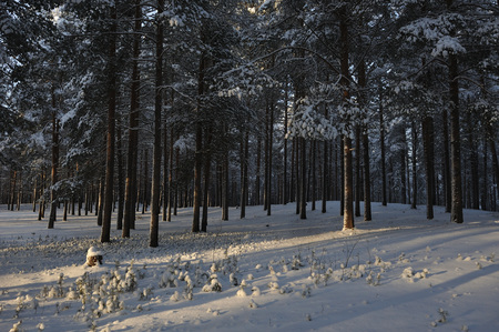 Beginning of winter. Covered with snow caps trees in one of the frosty days.の写真素材