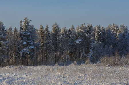 Beginning of winter. Covered with snow caps trees in one of the frosty days.の写真素材