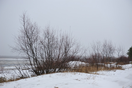Desert landscape on the banks of the Vychegda river in late November.の写真素材