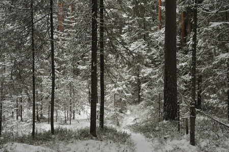 Late autumn in the forest after the snowfallの写真素材