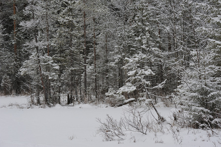 Late autumn in the forest after the snowfallの写真素材