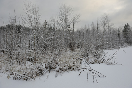 Landscape. The lake is surrounded by swampy soil after the snowfall.の写真素材