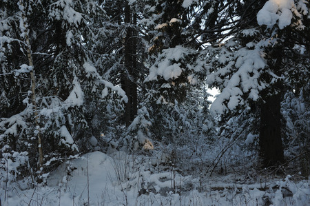 Beginning of winter. Covered with snow caps trees in one of the frosty days.の写真素材