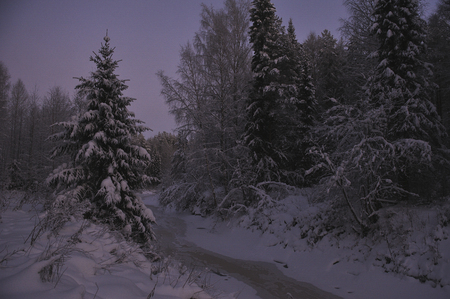 Wild northern forest by frosty evening after sunset.の写真素材