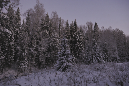 Wild northern forest by frosty evening after sunset.の写真素材