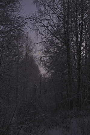 Wild northern forest by frosty evening after sunset.の写真素材