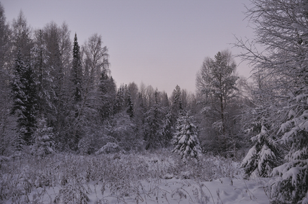Wild northern forest by frosty evening after sunset.の写真素材