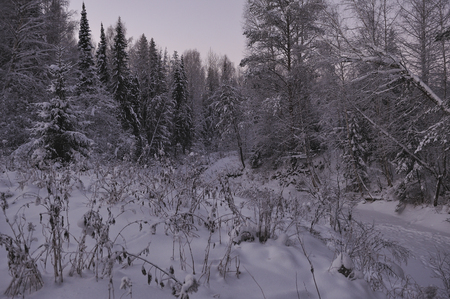 Wild northern forest by frosty evening after sunset.の写真素材