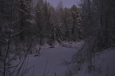 Wild northern forest by frosty evening after sunset.の写真素材