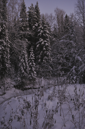 Wild northern forest by frosty evening after sunset.の写真素材