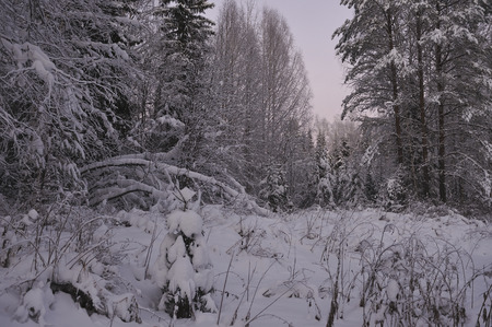 Wild northern forest by frosty evening after sunset.の写真素材