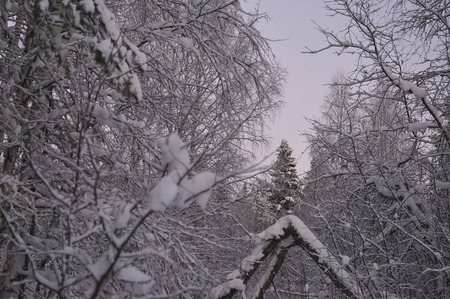 Wild northern forest by frosty evening after sunset.の写真素材