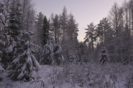 Wild northern forest by frosty evening after sunset.の写真素材