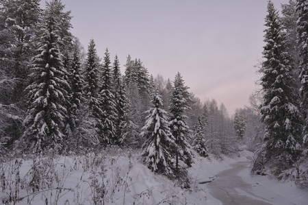 Wild northern forest by frosty evening after sunset.の写真素材