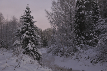 Wild northern forest by frosty evening after sunset.の写真素材