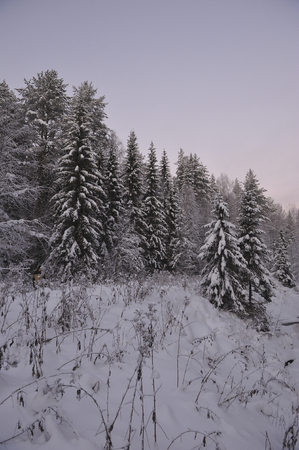 Wild northern forest by frosty evening after sunset.の写真素材