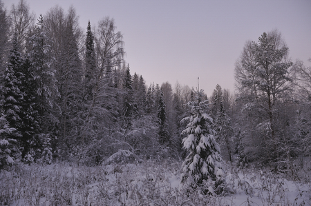 Wild northern forest by frosty evening after sunset.の写真素材