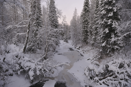 Wild northern forest by frosty evening after sunset.の写真素材