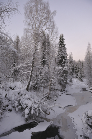 Wild northern forest by frosty evening after sunset.の写真素材