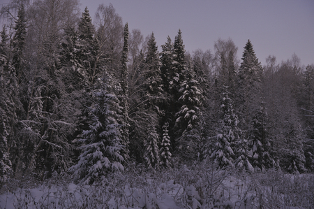 Wild northern forest by frosty evening after sunset.の写真素材