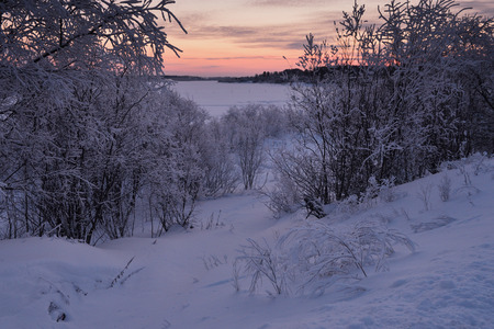 Nature at the river bank in the winter frosty evening after sunset. Trees with a thick layer of frost from moisture. The river has not yet frozen completely.の写真素材