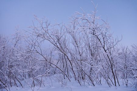 Nature at the river bank in the winter frosty evening after sunset. Trees with a thick layer of frost from moisture. The river has not yet frozen completely.の写真素材