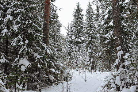 Frosty wildwood covered by snow.の写真素材