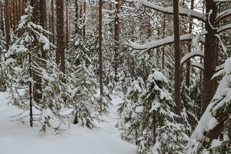 Frosty wildwood covered by snow.の写真素材