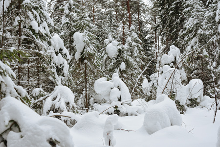 Frosty wildwood covered by snow.の写真素材