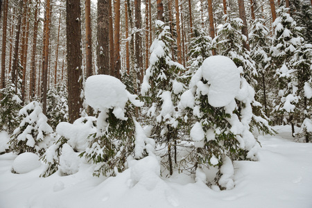 Frosty wildwood covered by snow.の写真素材