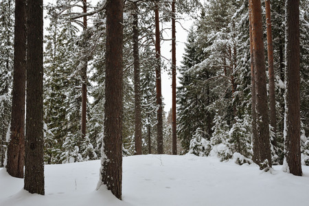 Frosty wildwood covered by snow.の写真素材