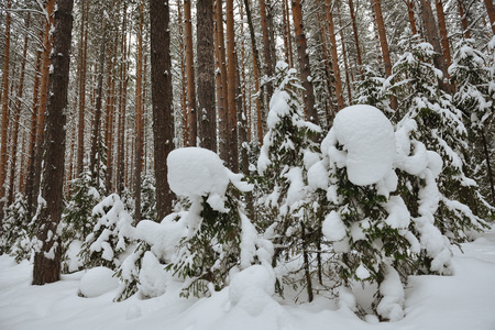 Frosty wildwood covered by snow.の写真素材