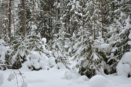 Frosty wildwood covered by snow.の写真素材
