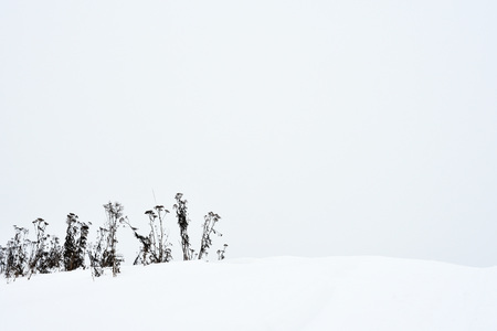 Field grass in winter during a blizzard.の写真素材