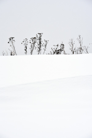 Field grass in winter during a blizzard.の写真素材