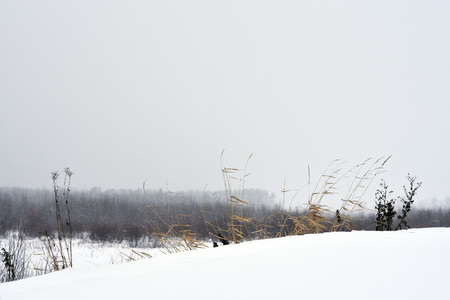 Field grass in winter during a blizzard.の写真素材
