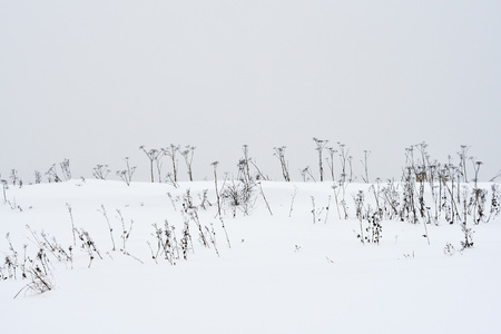 Field grass in winter during a blizzard.の写真素材