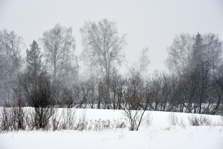 Field trees in winter during a blizzard.の写真素材