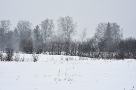 Field trees in winter during a blizzard.の写真素材