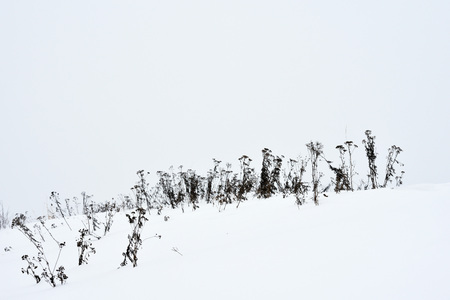 Field grass in winter during a blizzard.の写真素材