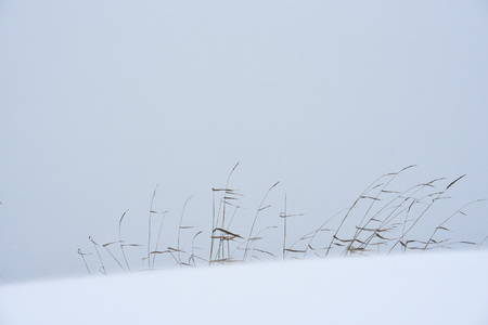 Field grass in winter during a blizzard.の写真素材