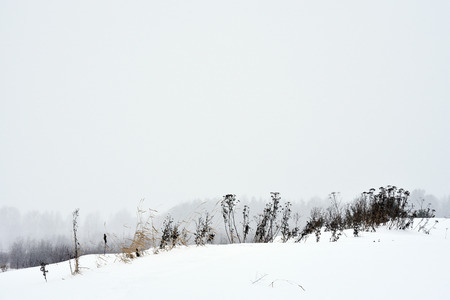 Field grass in winter during a blizzard.の写真素材