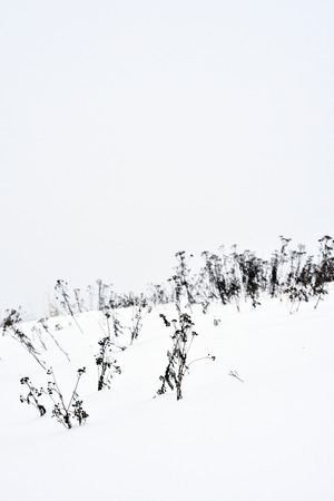 Field grass in winter during a blizzard.の写真素材