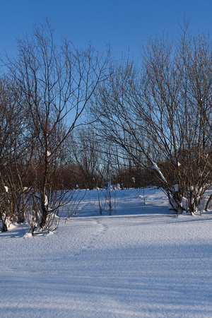 Snow-covered animal tracks leading through small trees on a frosty Sunny day.の写真素材