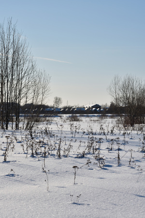 Plants on the field in one of the frosty Sunny days. In the background, the snow-covered roofs of the village.の写真素材
