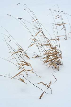 Field grass in winter during a blizzard.の写真素材