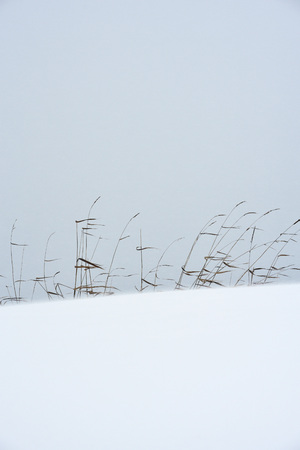 Field grass in winter during a blizzard.の写真素材